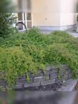 Стефанандра надрезаннолистная КРИСПА