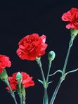 Гвоздика красная