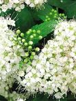 Спирея Японская Альбифлора  80см