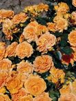 Роза флорибунда Голдэлс 60 - 70 см