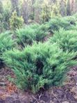 Можжевельник казацкий Блю Дануб высота 100см