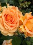 Роза флорибунда Голдэлс 60 - 70 см
