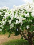 Сирень Память о Колесникове  3м аромат слабый