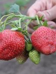Земляника садовая крупноплодная Таго позднего срока созревания