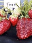 Земляника садовая крупноплодная Таго позднего срока созревания