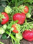 Земляника садовая крупноплодная Фейт позднего  срока созревания