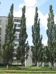 Тополь пирамидальный серебристый Коновалова