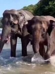 🐘Парк СЛОНОВ в Сочи до 5 сентября🐘