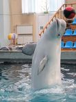 🚍 Дельфинарий в   Кисловодске 🐬.