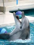🚍 Дельфинарий в   Кисловодске 🐬.