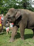 🐘Парк СЛОНОВ в Сочи до 5 сентября🐘
