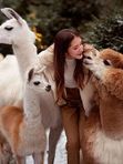 🚍 🦙  Ферма Альпак. Контактный зоопарк у Медовых водопадов.