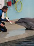 🚍 Дельфинарий в   Кисловодске 🐬.