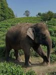 🐘Парк СЛОНОВ в Сочи до 5 сентября🐘