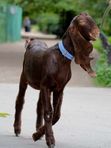 Чудные хвостики