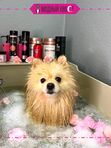 SPA-процедуры с озонотерапией