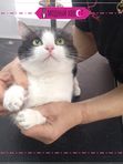 Мягкие лапки (силиконовые колпачки на когти) 800 РУБ