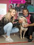 Метисы/собаки без породы  стрижка