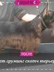 Скотч терьер (8,5-10 кг) 3-4часа