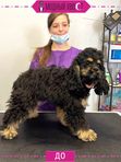 Американский и Английский кокер спаниель (7-18кг) 2-3часа