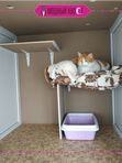 Проживание в гостинице Кошка