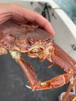 Экскурсионный тур на Камчатку