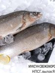 ❗1-2 октября ❗ 🐟- Муксун с/м, непотрошеный с головой, Якутия Вес 1-1,3 кг - 1560₽/кг