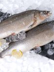 ❗1-2 октября ❗ 🐟- Муксун с/м, непотрошеный с головой, Якутия Вес 1-1,3 кг - 1560₽/кг
