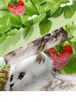 Комплект постельного белья