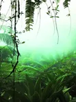Rafam Interior Rain Forest