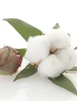 Rafam Interior Cotton