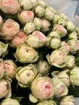 Пионовидные кустовые розы 19 шт с оформлением