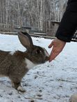Дневное посещение "Весёлой фермы"