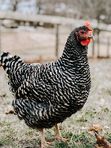 Кура фермерская суповая тушка, ~ 1.1 кг