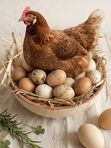 Яйца пастбищные Куриные диетические, 1 дес