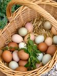 Яйца пастбищные Куриные цветные Пасхальные десяток, 1 дес