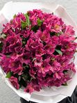 Alstroemeria violet L