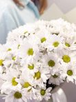 Chrysanthemum chamomile