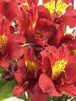 30 Red alstroemerias