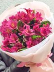Alstroemeria 7