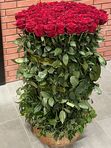 101 roses in a basket