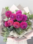 Pink dahlias