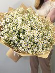 Sea of ​​daisies