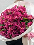Alstroemeria violet L