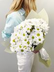 Chrysanthemum chamomile