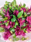 Alstroemeria