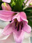 Pink lily