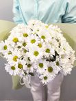 Chrysanthemum chamomile