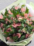 Alstroemeria pink 11