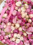 Pink sea Spray Pink Roses